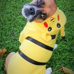 Photo by Cooper (@PuggleCooper)