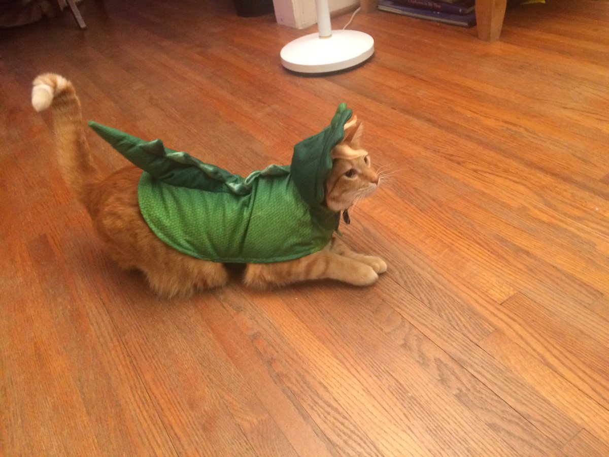 carrieryan's tweet photo. Ready for Halloween!! Trick or Treat!! ππ»πβ οΈππΈ#HappyHalloween2017 #trickortreat #catasaurusrex https://t.co/NxJVW8gbxt