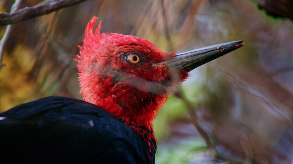 WildChileTV's tweet photo. TOC TOC 🐦🔨 #WildChile

Domingo / 18:10 / CHV https://t.co/2SvBhq5onE
