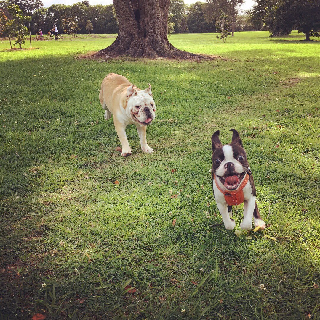 CathMayorMayNot's tweet photo. Happiness is ..........

Making a new friend at the Park! 🐾❤️

#lifelessonsfromdogs #petwellnesscentre https://t.co/eAkSGZ2FC2