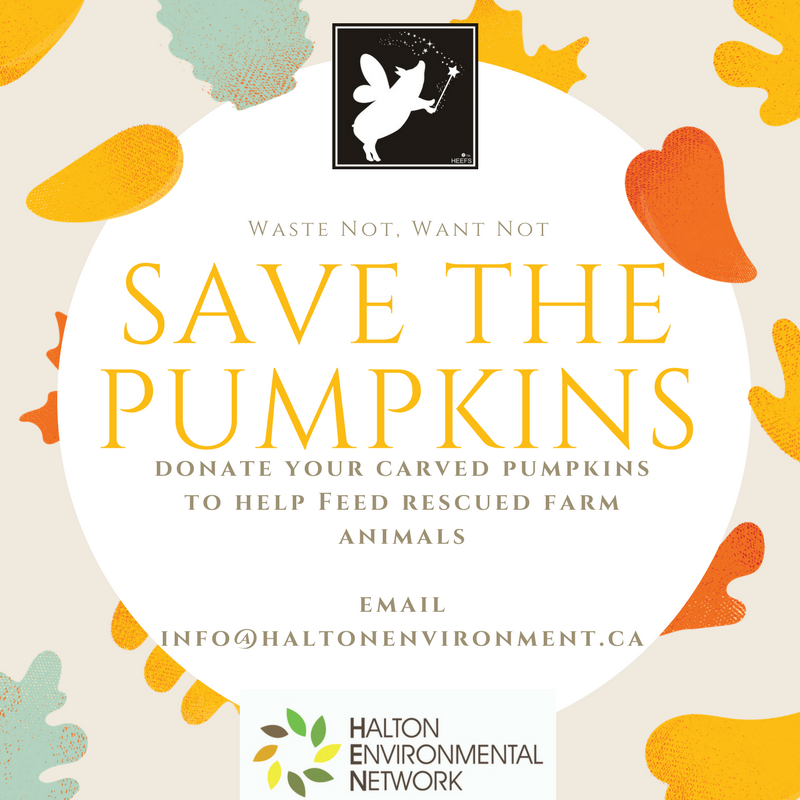 henhere's tweet photo. Do you have left over 🎃? Contact us: info@haltonenvironment.ca to drop them off - for Esther and her friends! #HappyHalloween https://t.co/luChQ3yGcW