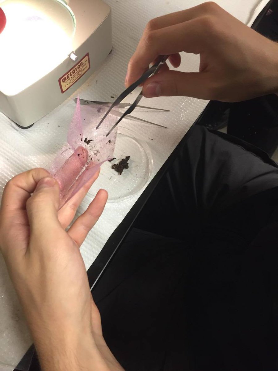 pitfall_fellows's tweet photo. Invertebrate identification is going pretty well! Here are some pictures of us trying to figure out what we caught :) https://t.co/LvGp4PcHrH