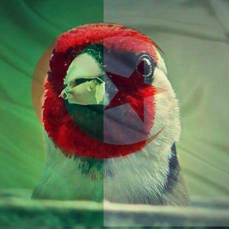 fidotibio's tweet photo. Une date, fierté de tout un peuple 🇩🇿 #1erNovembre #نوفمبر_قصة_كفاح #اول_نوفمبر #الجزائر https://t.co/XW1AvpyK03