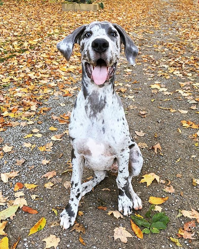 DanesofIG's tweet photo. This girl loves life 😂💛 #TongueOutTuesdane 📷: @coop_and_charlie https://t.co/YJ5qbXThUR