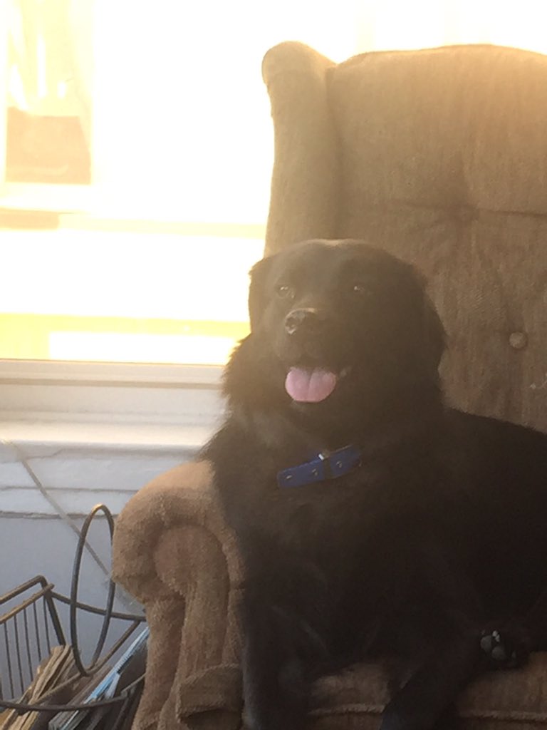 jarrett_yu's tweet photo. @Nicole_Cliffe Our dog ate some compact florescent lightbulbs one time. Well maybe not ate but chewed up into tiny little pieces. Here's a picture of him. https://t.co/NQpBPWfkjt
