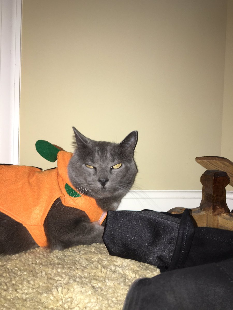 aleksdacat's tweet image. in honor of halloween👻 🎃  #spoopyszn