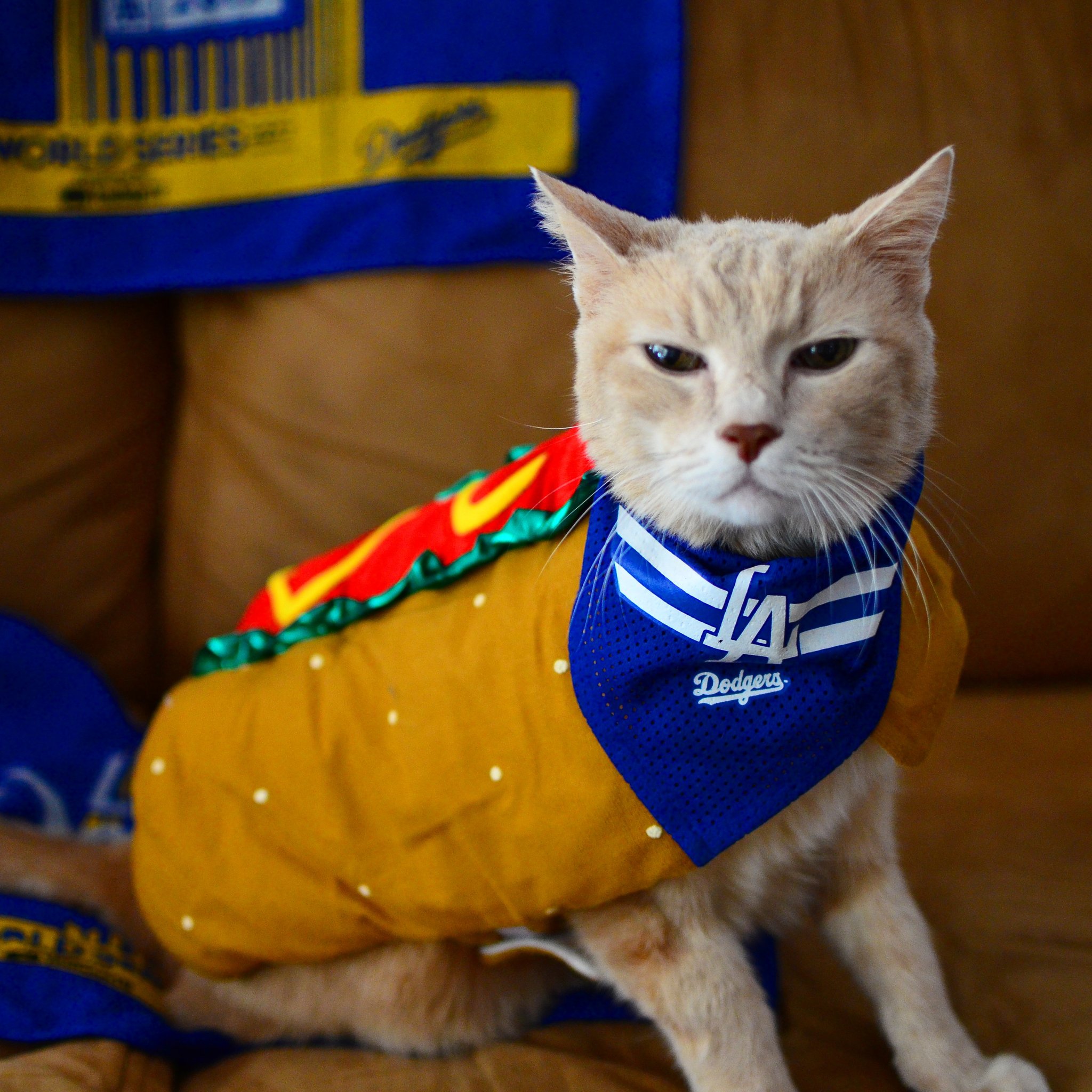 Rally Cat on X: Happy Halloween from the Dodger Dog-cat!!! My mom