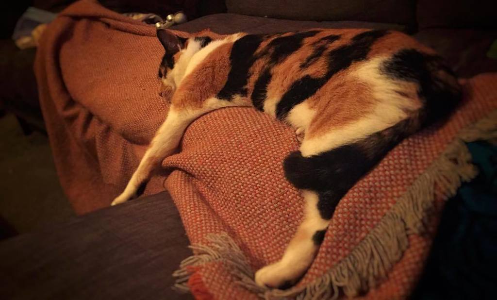 fsanderson240's tweet photo. When you have to leave the house but you have this on your lap #Binx #halfandhalffacedcat #lapcat #catproblems #catten #itsatoughlife #tw https://t.co/ChPxLOCRgJ