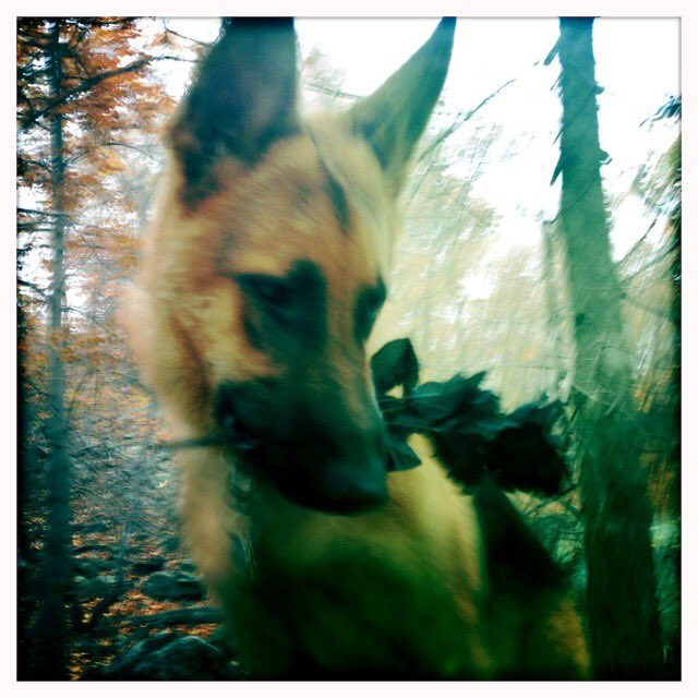 DogDayTripsNYC's tweet photo. Happy Halloween! New blog post up over here- https://t.co/8DM0fa4baq https://t.co/HcHl5MIvXS