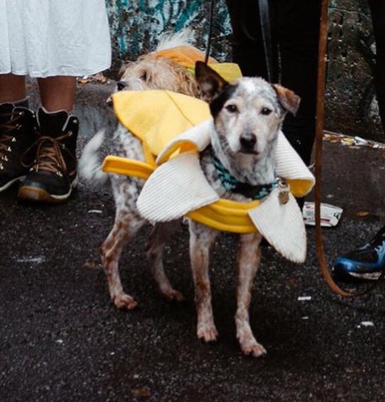 RedemptionDogs's tweet image. 🎃👻❤️🎃👻