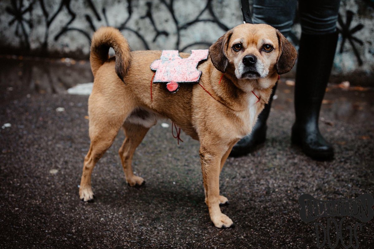 RedemptionDogs's tweet image. 🎃👻❤️🎃👻