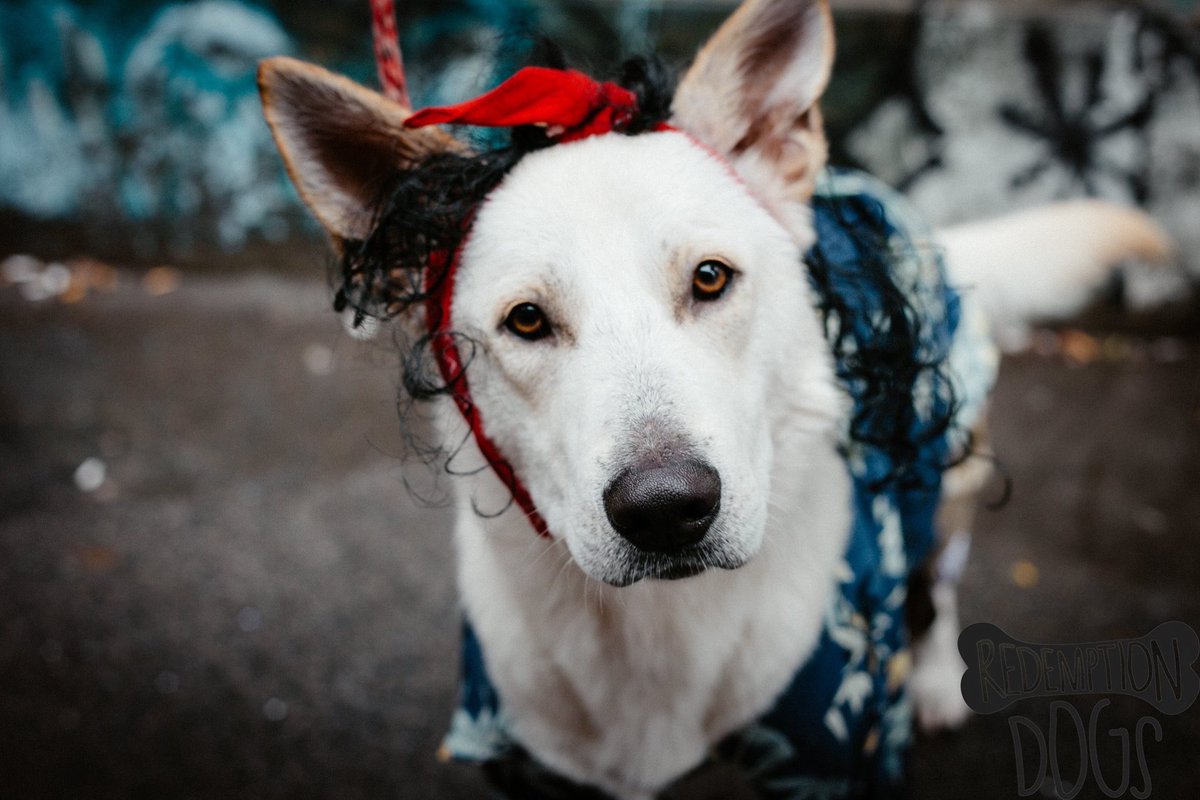 RedemptionDogs's tweet image. 🎃👻❤️🎃👻