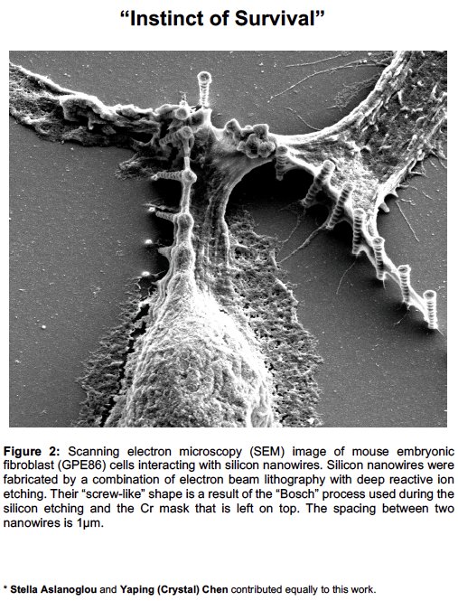 voelcker_lab's tweet photo. Join us tonight in congratulating Crystal and Stella for this great photo - finalist of @MIPS_Australia #ScienceAsArt competition! https://t.co/egMI45v4N2