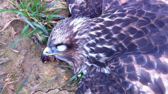 Animal_Watch's tweet photo. Nearly 500 attacks on birds of prey in five years
https://t.co/UcJ5gK4WMm @BBCNews #wildlife MT @Natures_Voice https://t.co/Ux0pHWvNwl