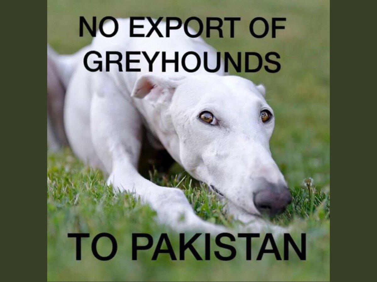 Cat_Kapow's tweet photo. @FionaAnnBennett Absolutely no #greyound should be sent to #China #Pakistan they have no #animalrights and no respect. Primitive mentality that is CRUEL. https://t.co/ncyvBeJjul