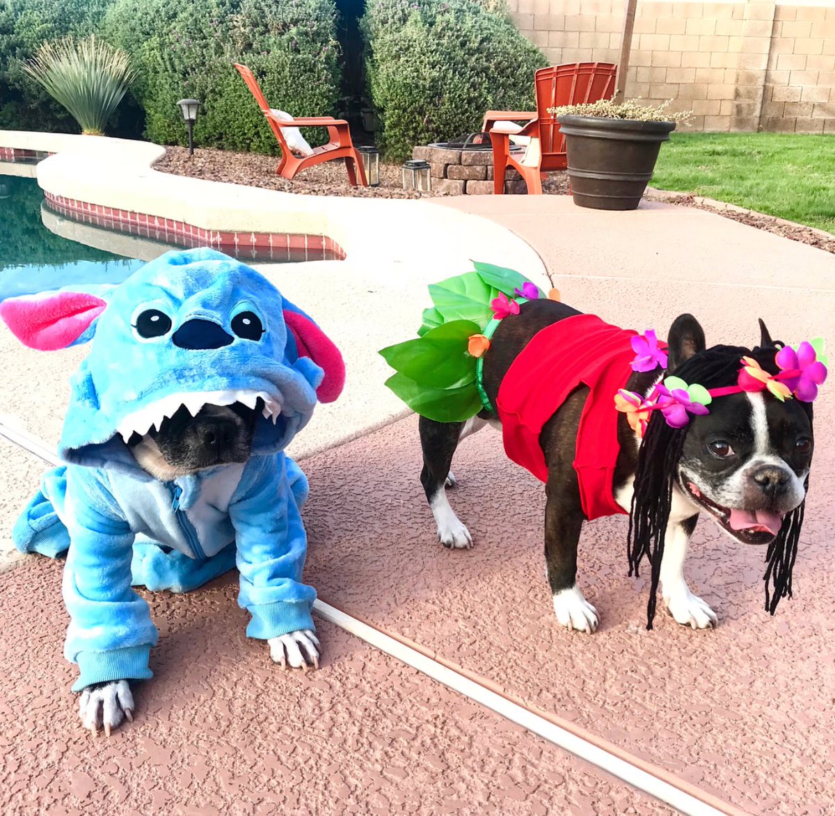 lilo dog costume