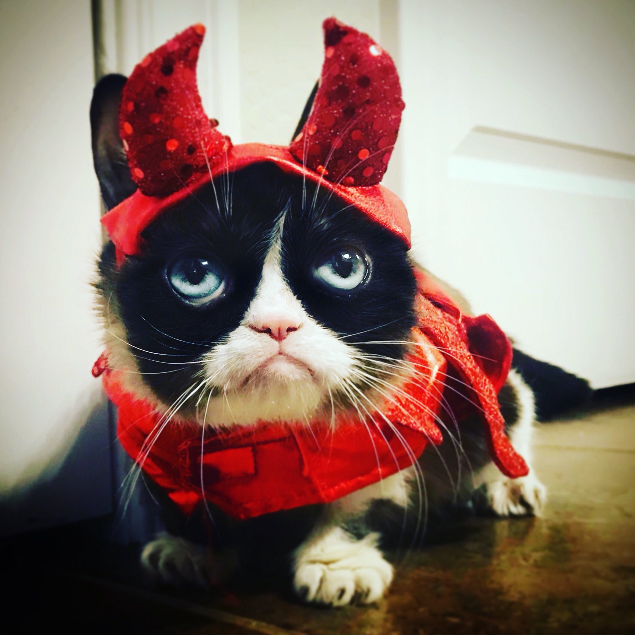 Grumpy Cat Bunny