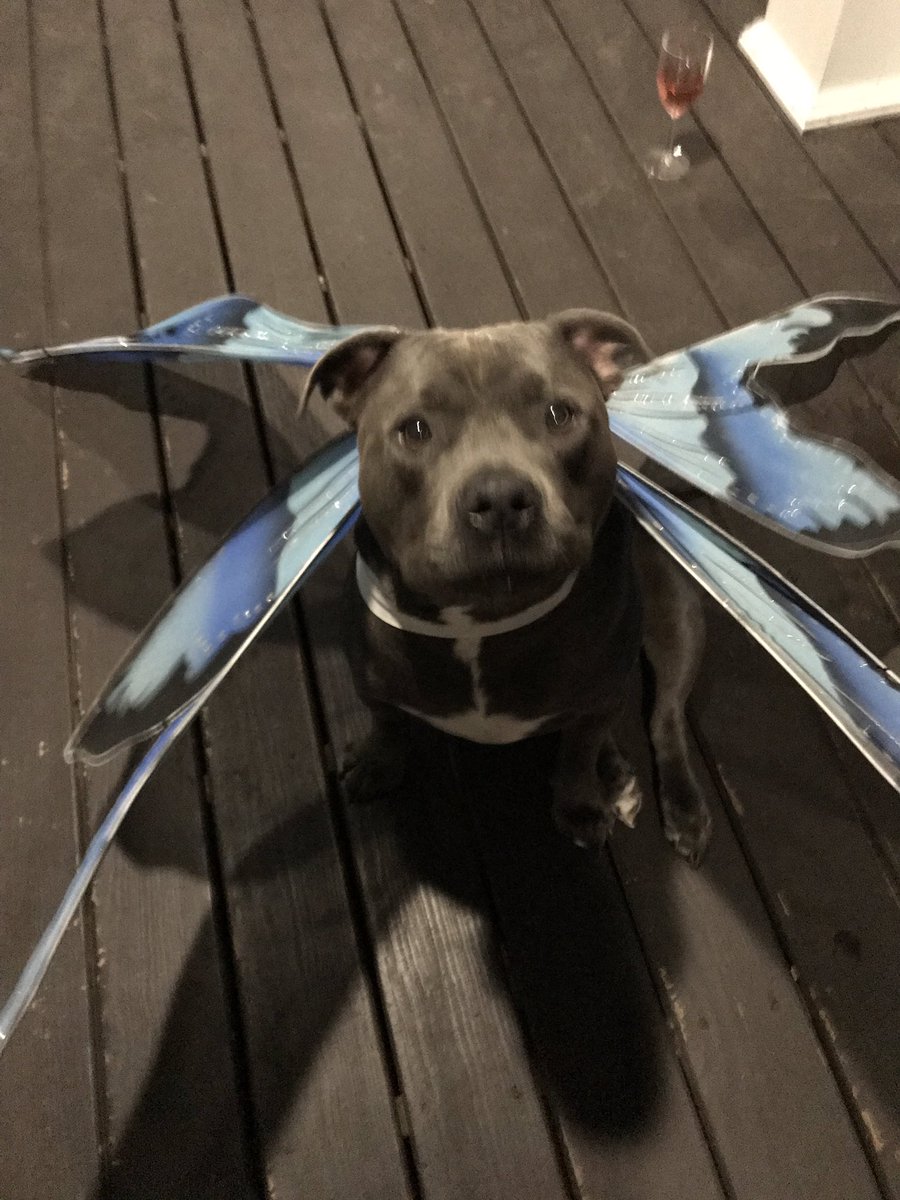 faguettte's tweet photo. He's outside and ready to be pet https://t.co/64SiFDeFf0