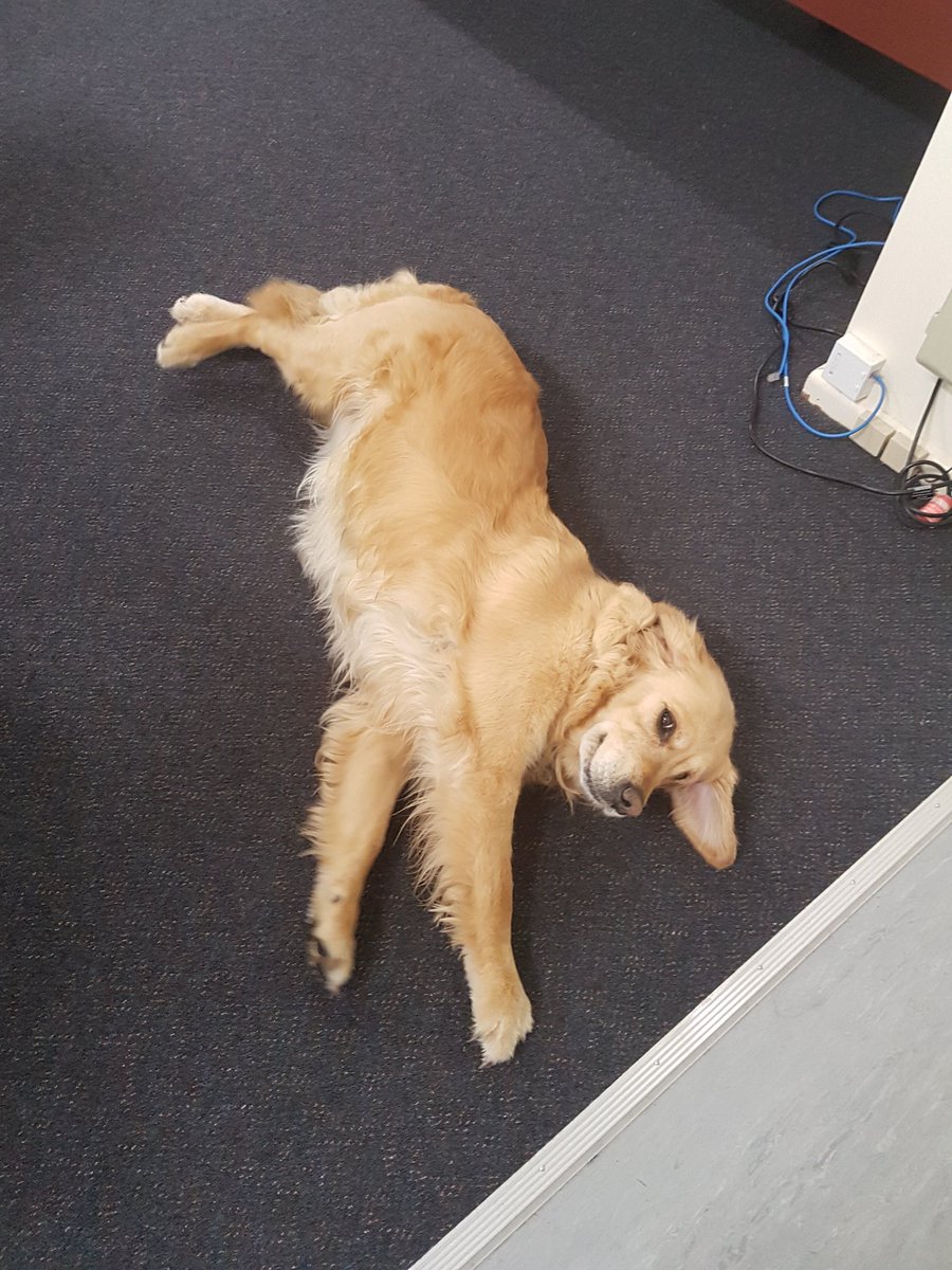 Conference_Mgr's tweet photo. Meet Belle, a regular at one of our committee meetings. She doesnt contribute much but is still our all time favourite committee member 😁 https://t.co/K5PY6qJiuG