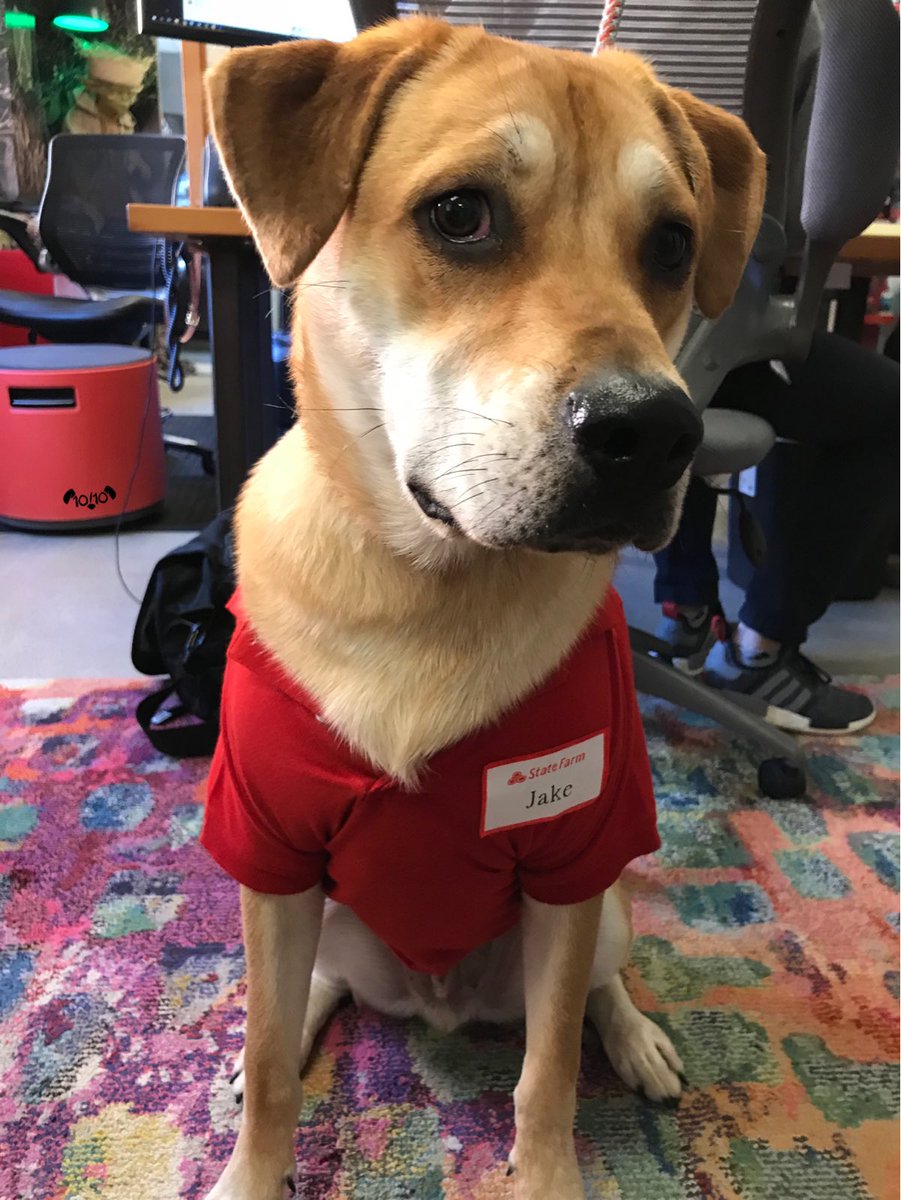 Weratedogs On Twitter This Is Jake From State Farm She Sounds Hideous But He S A Guy So 13 10 Would Never Hang Pup On