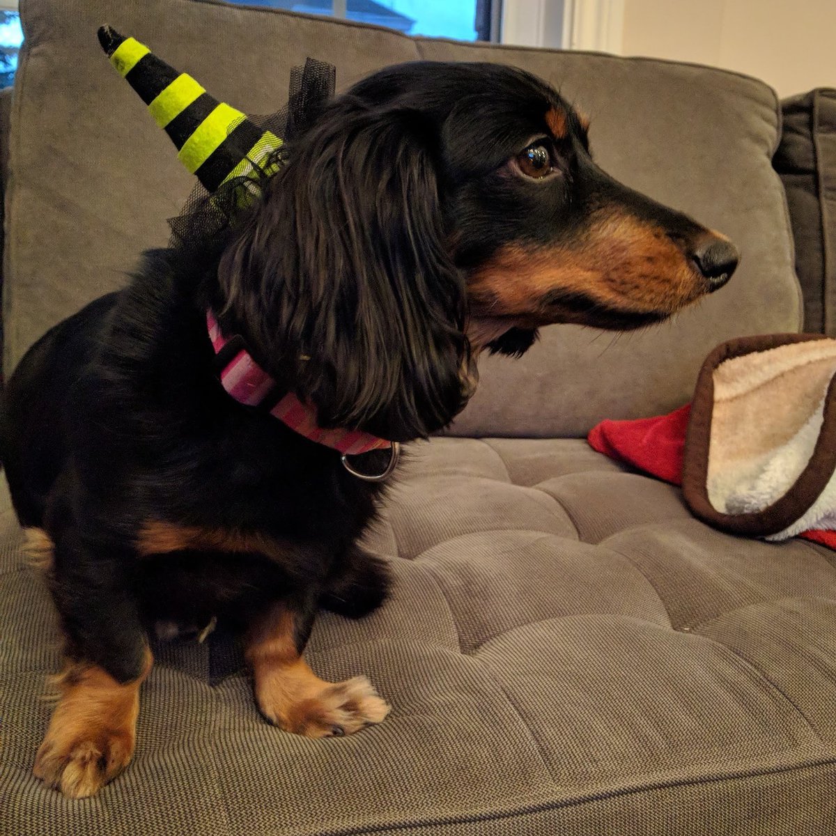loveshersausage's tweet photo. #halloweencostume
#halloween #dachshund #dog #animalcostume #dogcostume #wienerdog #iloveyou #sausagedog #mommaloveshersausage #witch https://t.co/9QU5jps8Xj