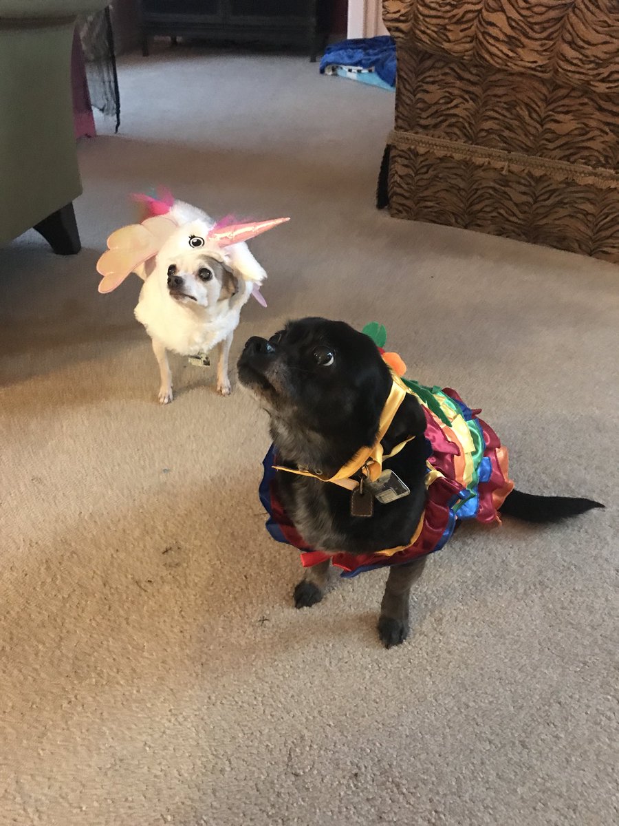 angelaspeight's tweet photo. My #spoiledrottendogs are not amused by #halloweencostume I picked for them #alaskalife https://t.co/HZyUNr9dDM