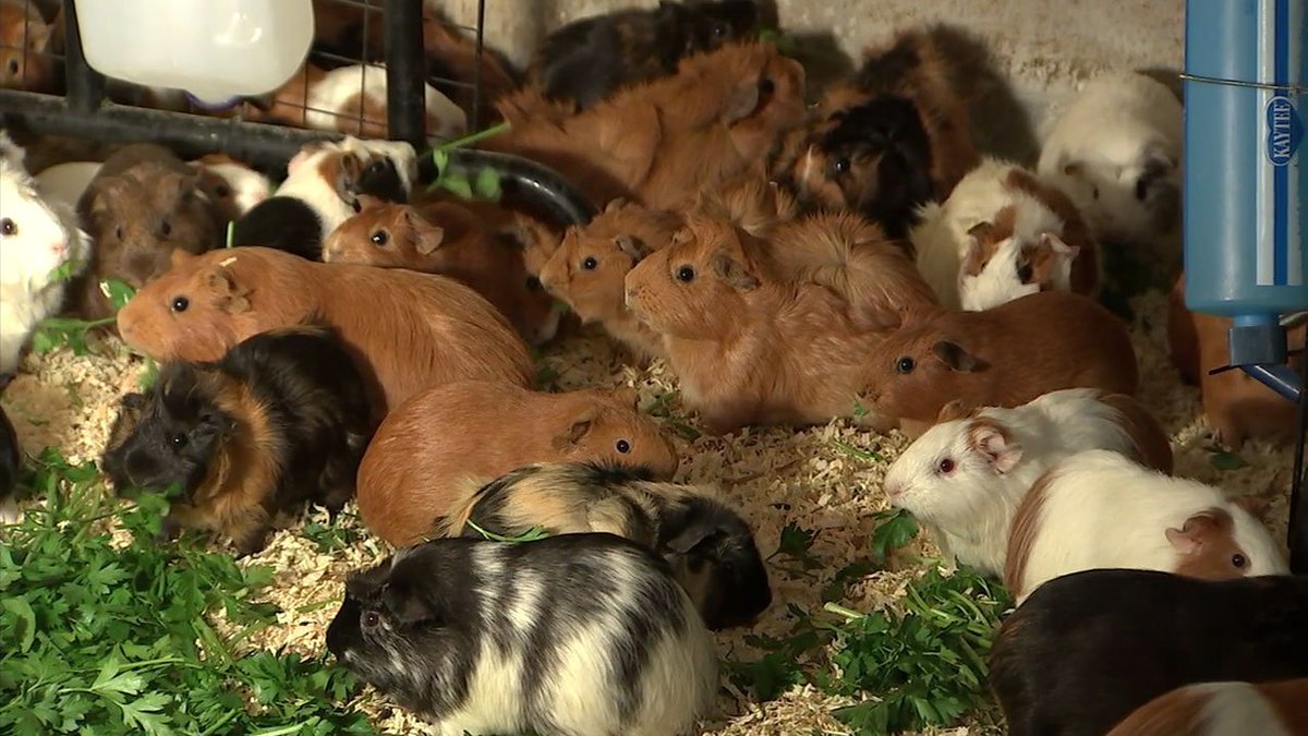 ABC7's tweet photo. Chatsworth guinea pig rescue hopes for adoptions as rodent population soars https://t.co/gnQnqI8HK9 https://t.co/y6LJai6AmT