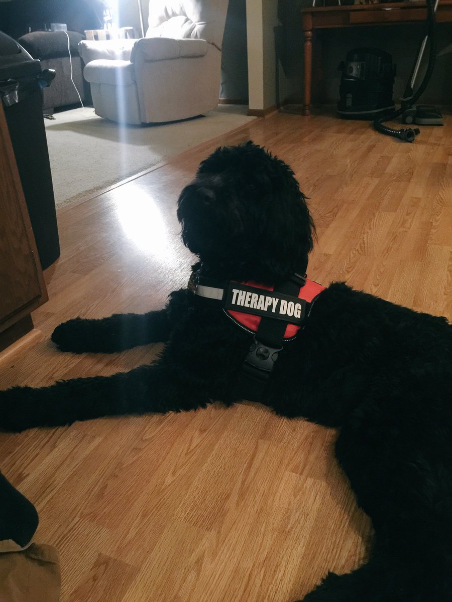 THE_HowieDog's tweet photo. Since I passed class last week Dad thought my work vest needed an upgrade! I am now Howie, Therapy Dog! #alwaysintraingingtho #gottabebetter https://t.co/5CYFGDqhkk