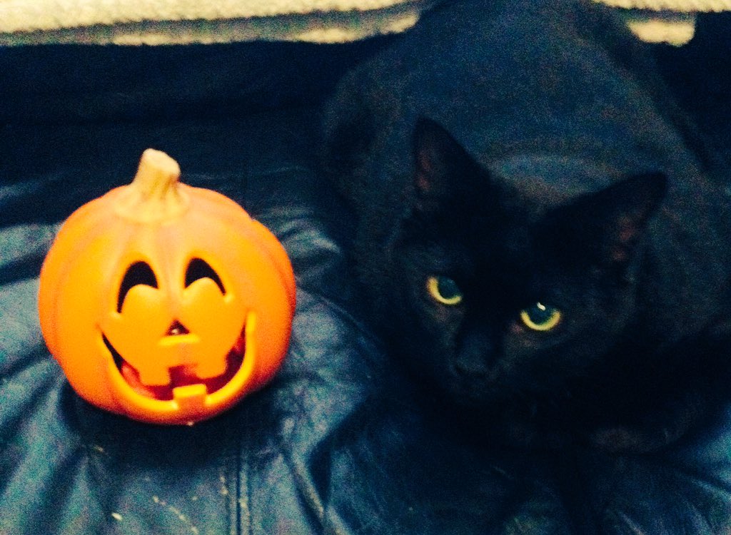 Hey_Kers's tweet photo. Happy Halloween to all, and to all a ghouuuulll-night.
#halloweencat https://t.co/8LVGyzFYSQ
