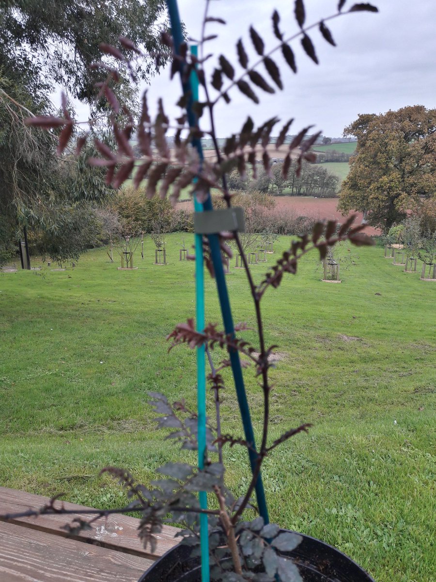 nodigjones's tweet photo. #japanespepper #pricklyash #Zanthoxylum piperitum
A pepper tree @theponyandtrap
#plantingfortomorrow https://t.co/PK5hfEEqf6