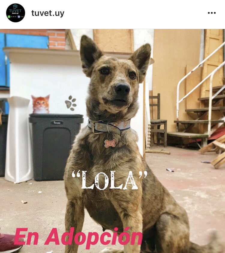 TuVetOnline's tweet photo. Lola: rescatada de la calle. Se le dio cuidado, la sanidad correspondiente y fue castrada. Muy cariñosa y espera ser adoptada! 25259273 #Mvd https://t.co/uIHoo8d3jQ
