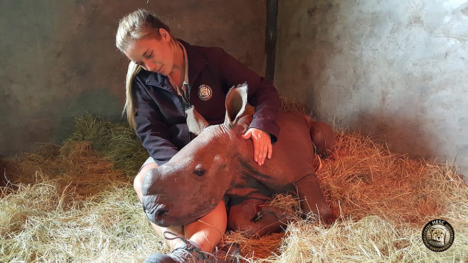 fightforrhinos's tweet photo. Great job @Hesc caring for orphan #rhinos. Proud to support you! https://t.co/nwnIoYDrBV