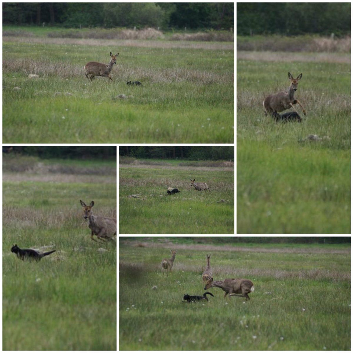 Ree ziet kat en jaagt deze het land uit. Super fraai om te zien.