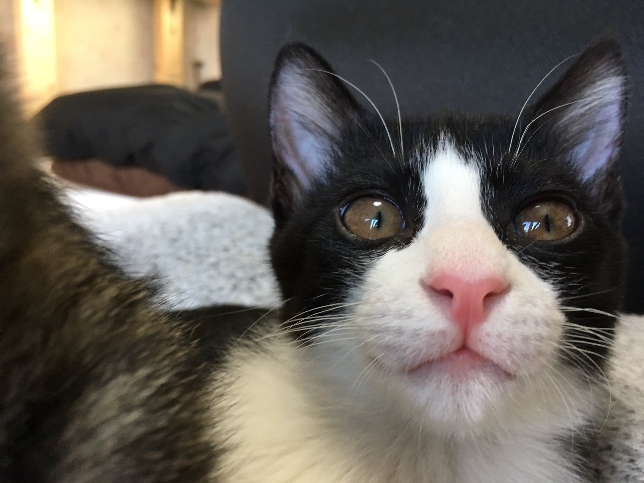 ハチとトラ (@8_10ra) / X