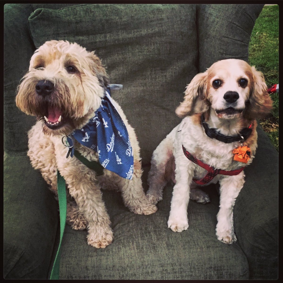 Back on #twitter for #Harvey2017 #HR4HR Love my <a href="/Dodgers/">Los Angeles Dodgers</a> and <a href="/astros/">Houston Astros</a> #sophieschoice #wheatensofinstagram #cockerspaniel