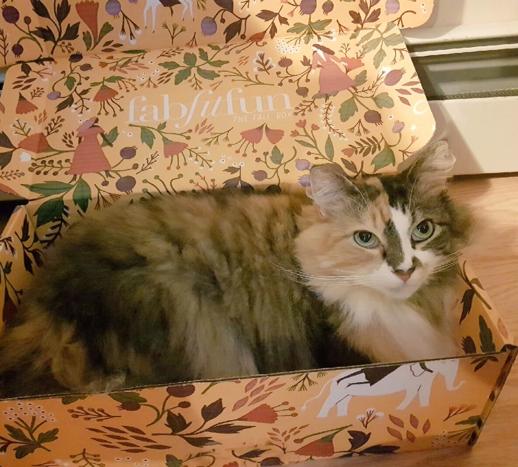 Coco also loves <a href="/FabFitFun/">FabFitFun</a>! #FabFitFun #SPCA #Kitty #GettingCozy #FALLinLove