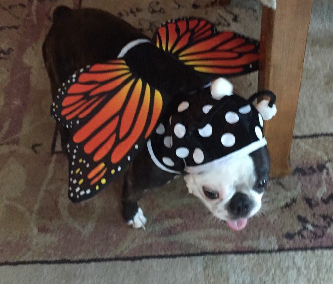 TheoTheBoston's tweet photo. Happy Halloween https://t.co/Gvbs2PpSdx