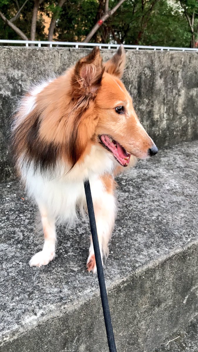 小勇士！加油～
#SheepDog #shetlanddog #dog