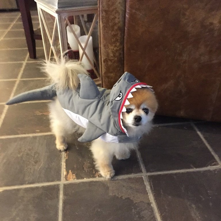 t_salls's tweet photo. Nik the Shark... he was a Halloween hit! @PomeranianF https://t.co/sQx4rOMQnQ