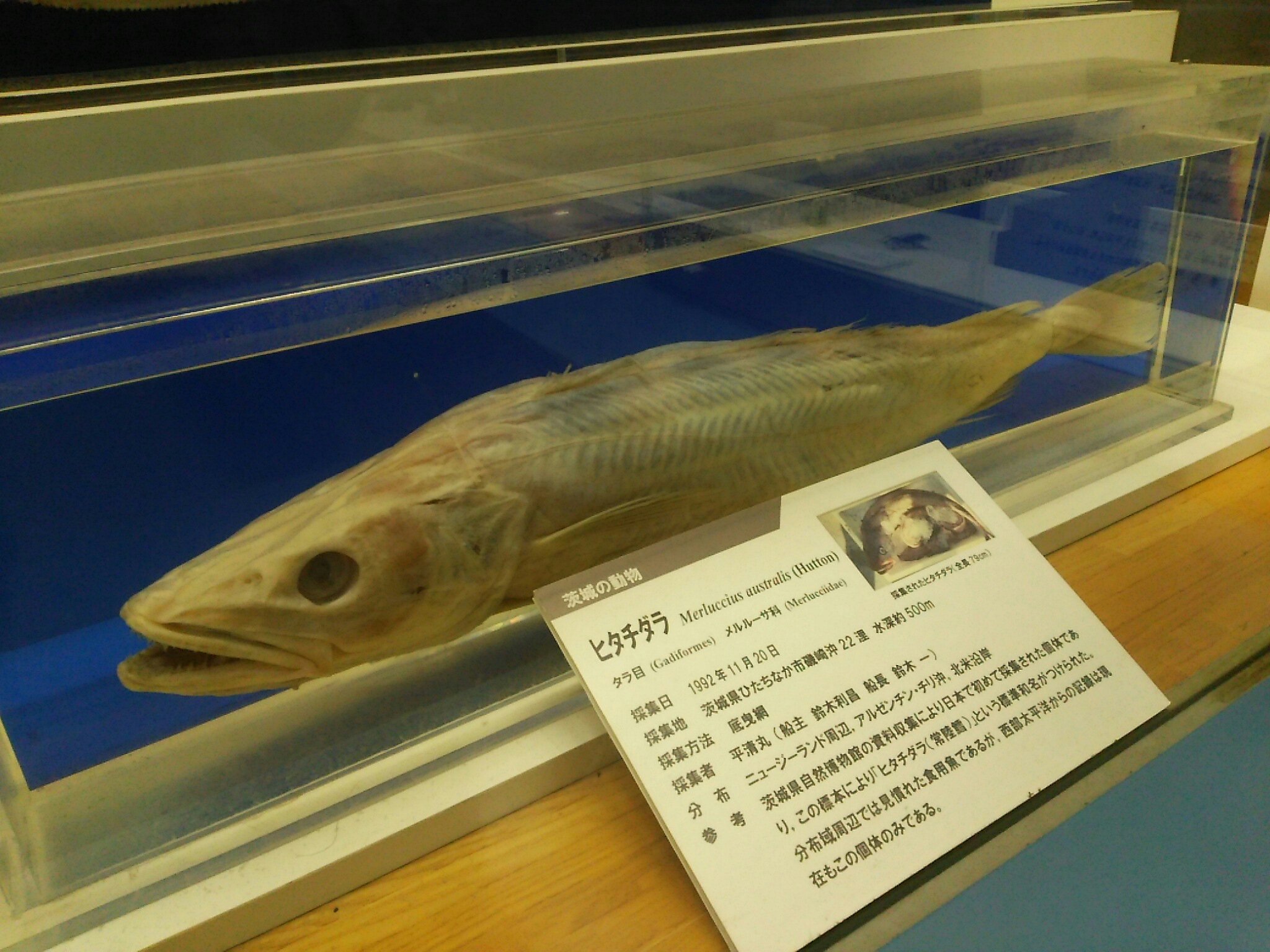 تويتر ばるぱんさー على تويتر 茨城の動物 のコーナーには深海魚の液浸標本も テングギンザメ サケガシラ ミツクリエナガ チョウチンアンコウ ヒタチダラが T Co 7fwnegxog8