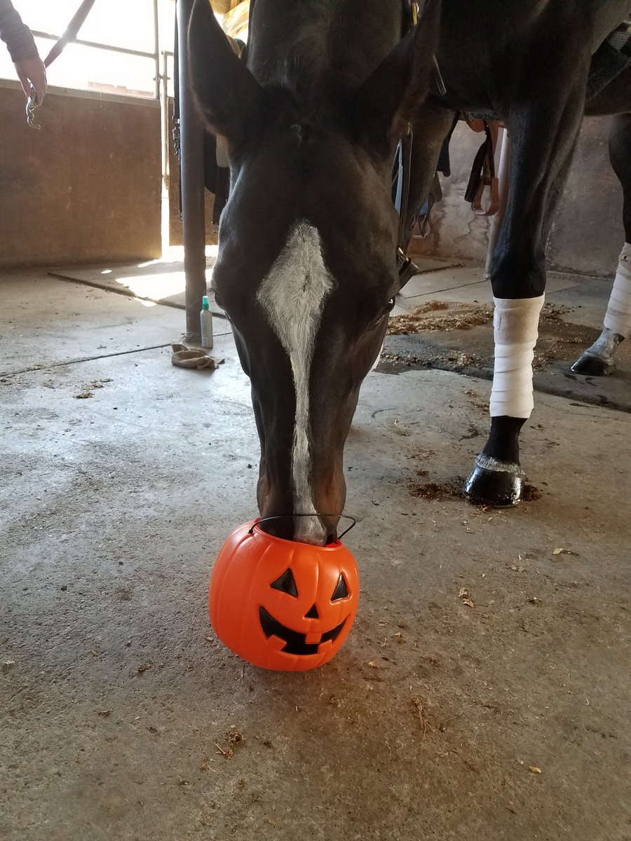 Canterca's tweet photo. Trick or Treat https://t.co/yvlkzwVwAP