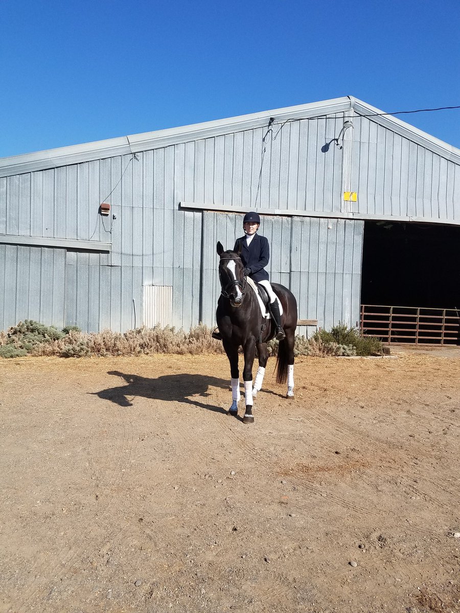 Canterca's tweet photo. Seafire dressed up as gold medalist Valegro for Halloween. https://t.co/BFwBDJ61lg