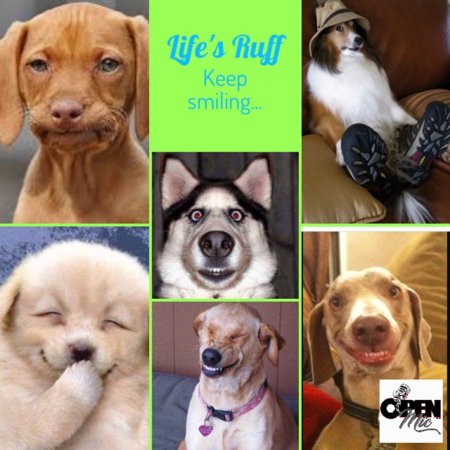 O_M__P's tweet photo. #WoofWednesday #openmicproduction #juskingofomp #jusking @O_M__P @juskingofomp https://t.co/aYYqwBOZnk