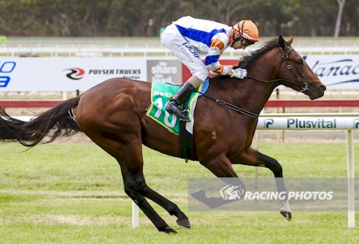 ryanjmcevoy's tweet photo. Great team to be involved with &amp; super training effort @mcevoymitchell. Classy Sebring colt going forward. #Vinland #GoodLooker https://t.co/C5HT0Wgmd2