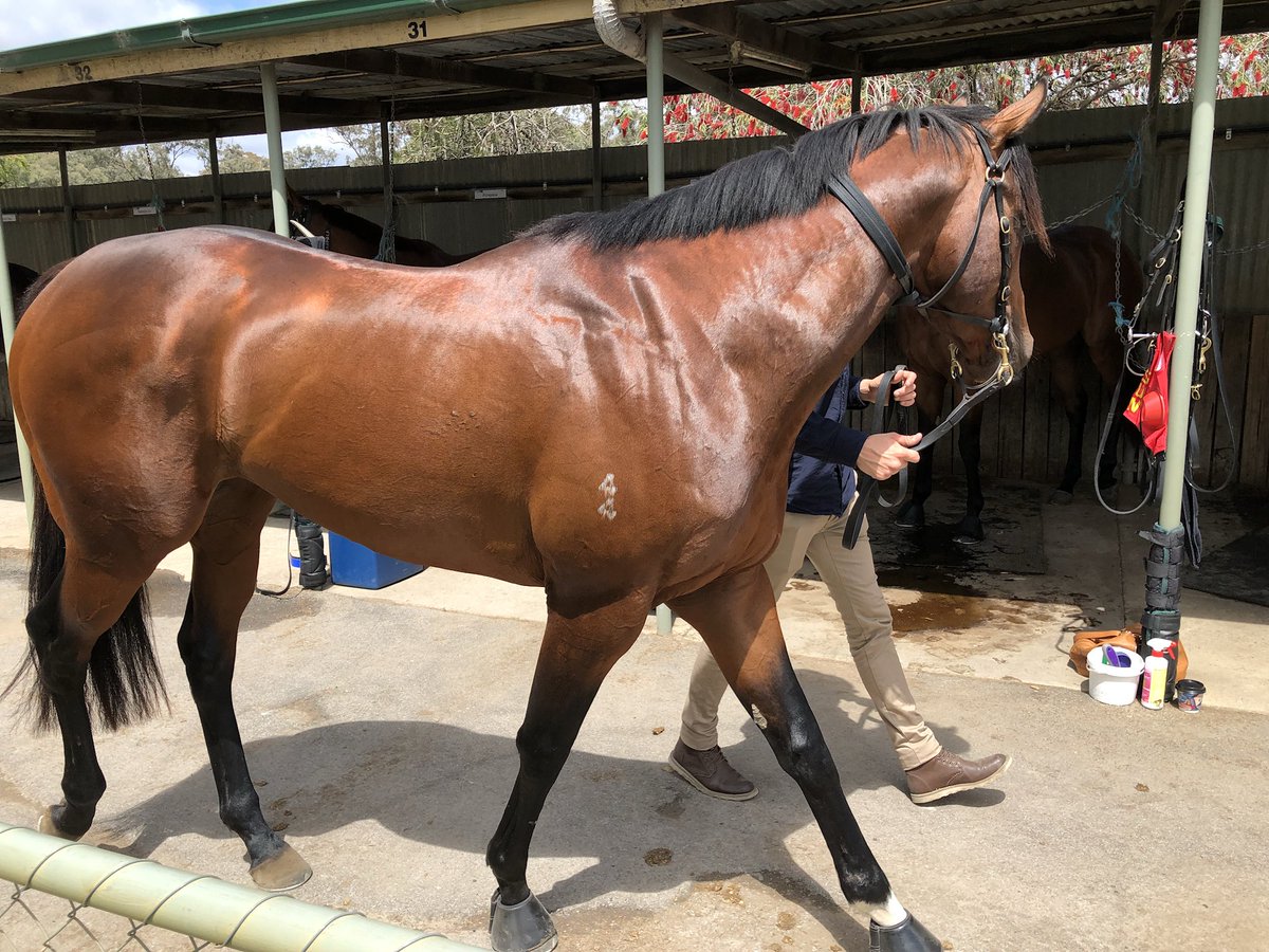 ryanjmcevoy's tweet photo. Great team to be involved with &amp; super training effort @mcevoymitchell. Classy Sebring colt going forward. #Vinland #GoodLooker https://t.co/C5HT0Wgmd2