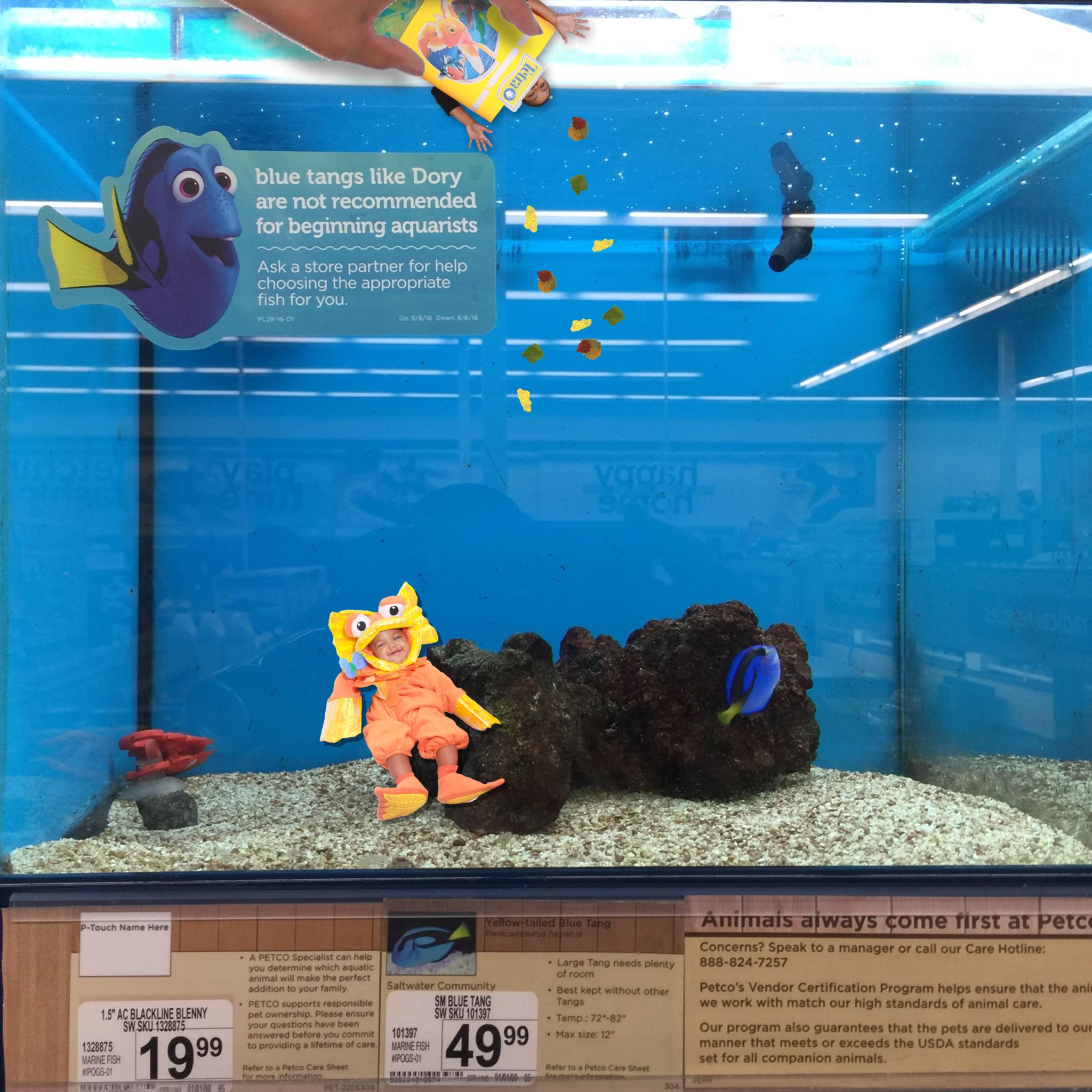 petco yellow tang