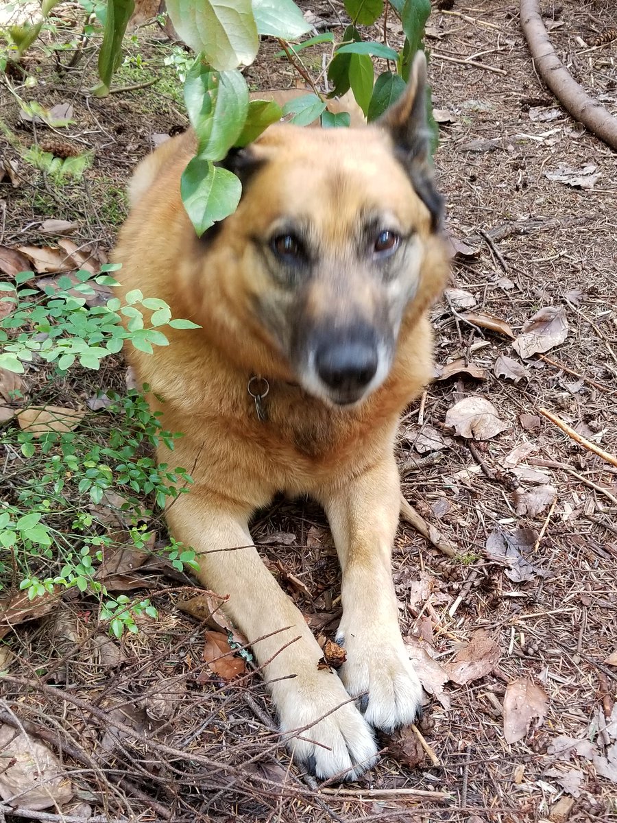 #Lostdog #NorthVan Tanner bolted at Malaspina Rd forest (fireworks) Lives on Clements. Will be scared. Has muni tags. Pls reply if seen