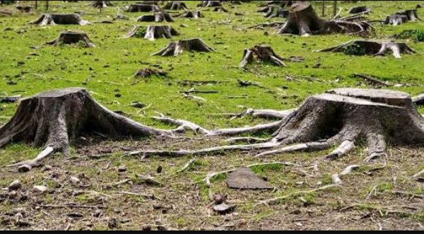 JoaquinMelo17's tweet photo. #infografia @pedroespinozza La deforestación es un grave problema para la salud del planeta que nos afecta a todos #problematicasocial https://t.co/LvIH7eU1bk