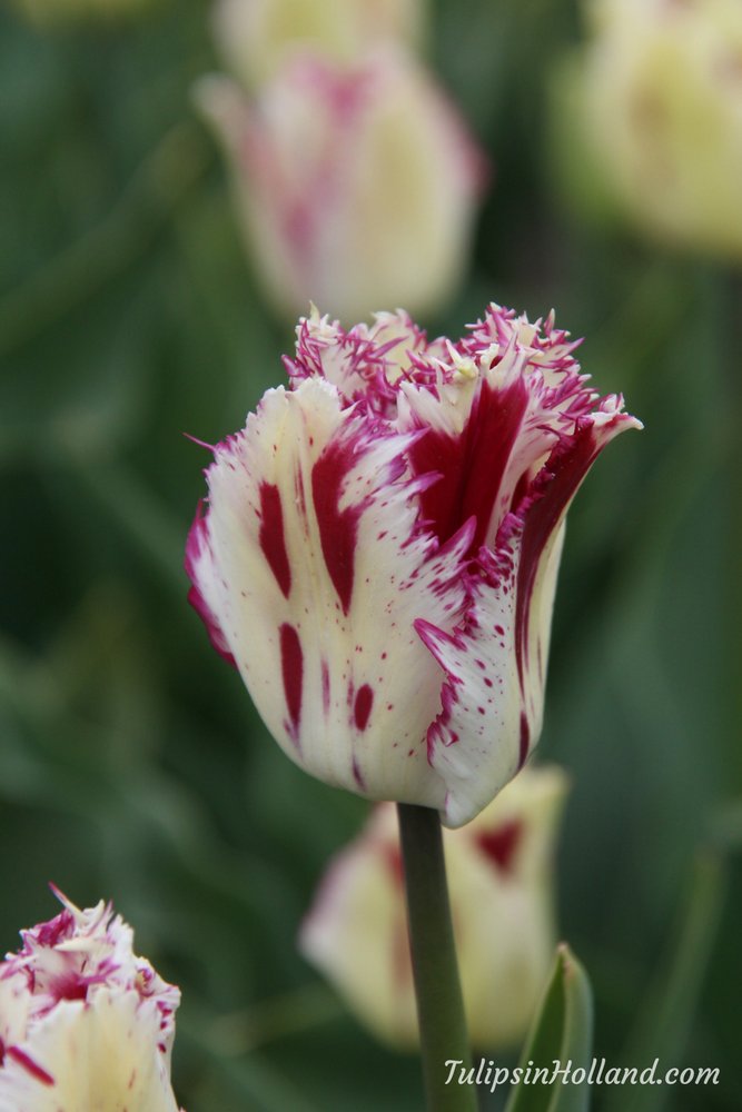 tulips_holland's tweet photo. Gorgeous new tulip
#travel to the #tulipsinholland spring 2017 https://t.co/NU7SqvEHdY https://t.co/xCGyYekg3b