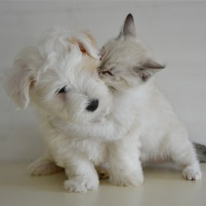 SoosPets's tweet photo. Looking for a pet shampoo but not sure how to choose the right one? No problem! Check out these tips and tricks https://t.co/k8SP6yx1I8 https://t.co/scVDryQGvL